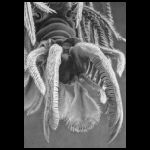 The Noodly Appendage by Tracey Gent